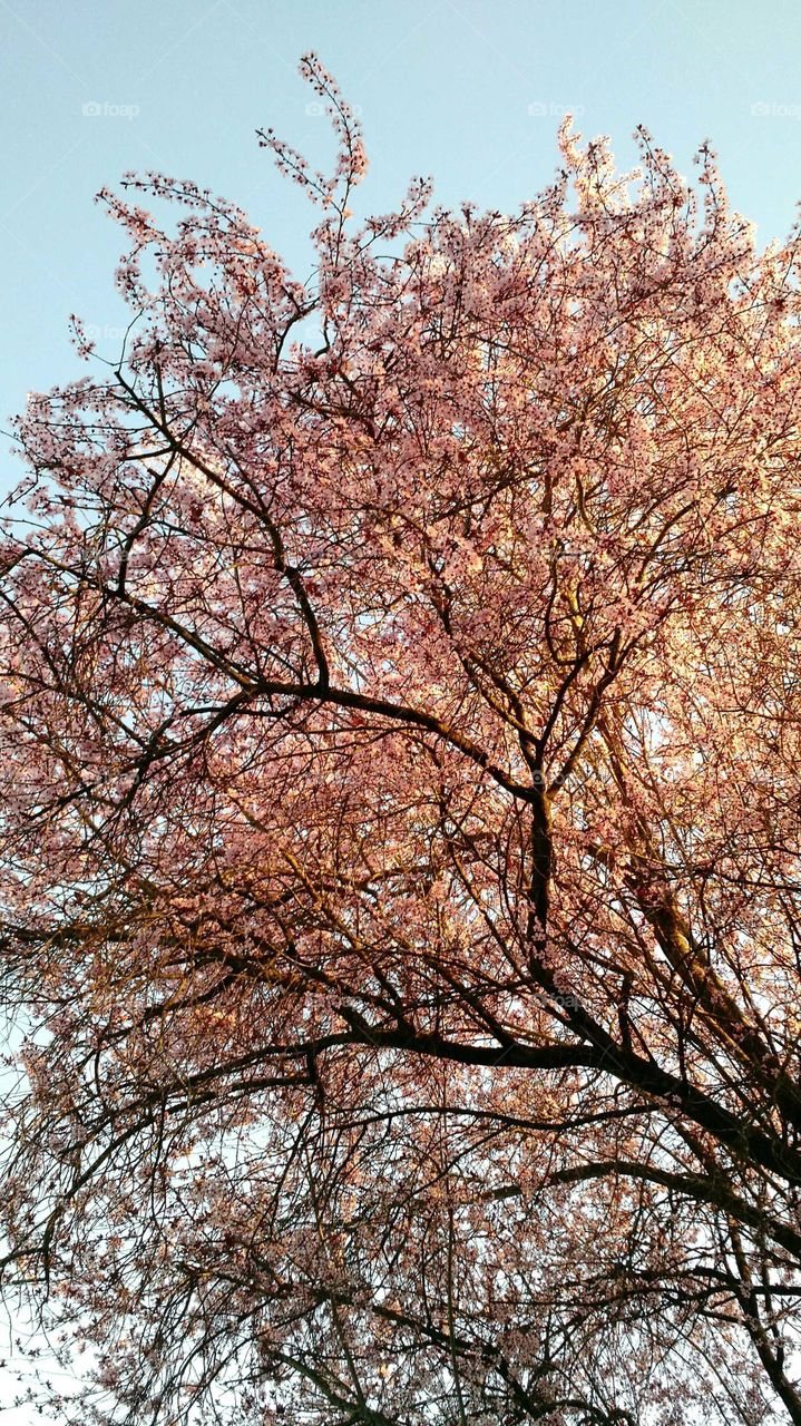 Tree, Branch, Season, Winter, Cherry