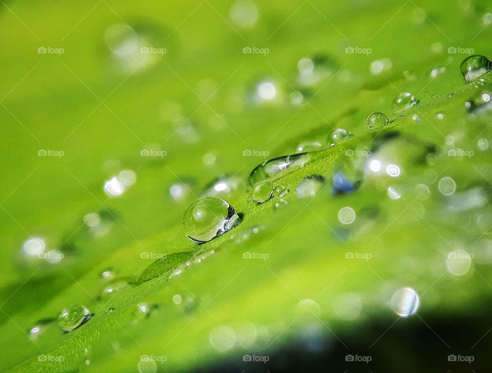 dew on banana leaf