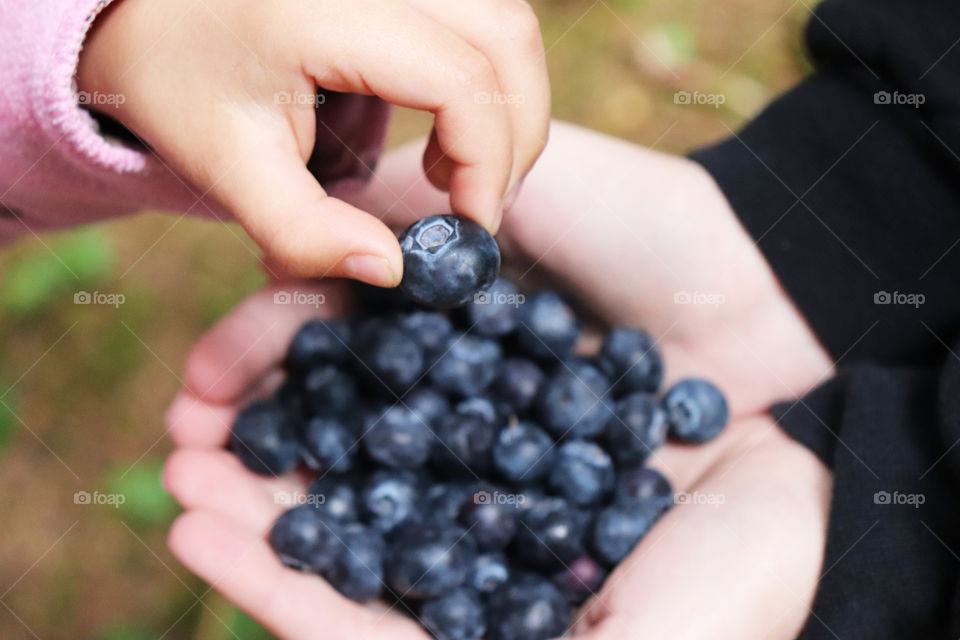 Fresh blueberries