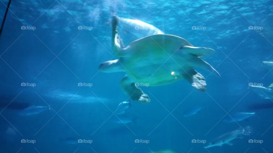 tortoise. sea adventure with family