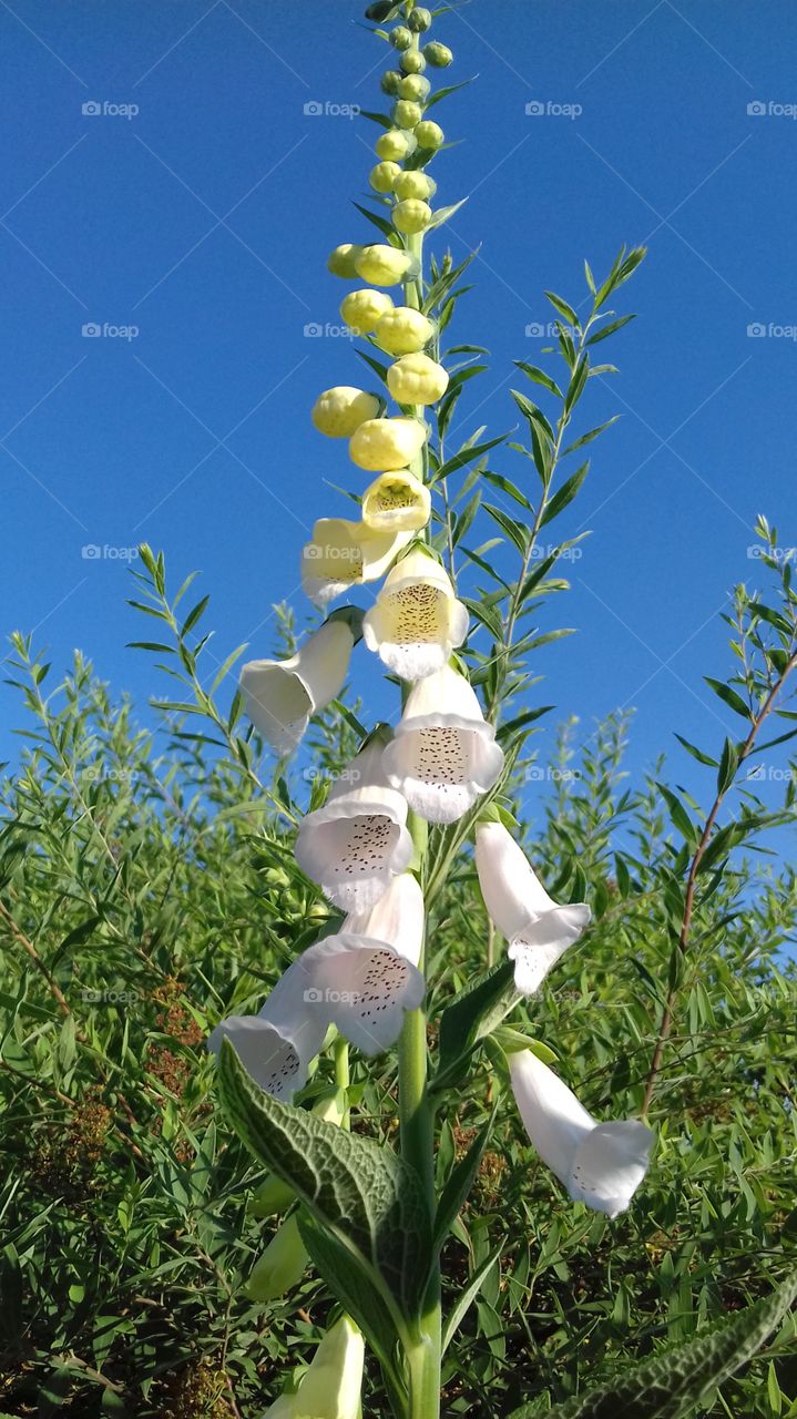 Foxglove flower
