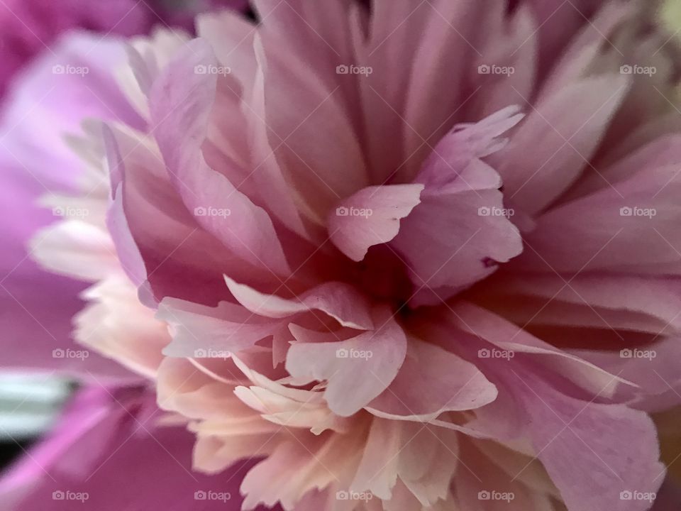 Pink peony 