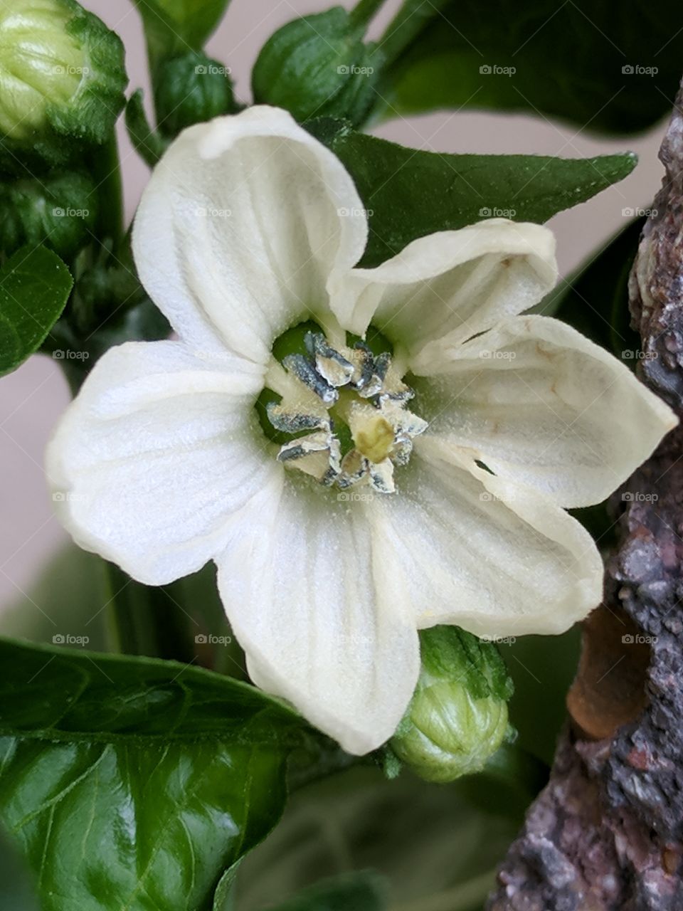 tiny pepper flower