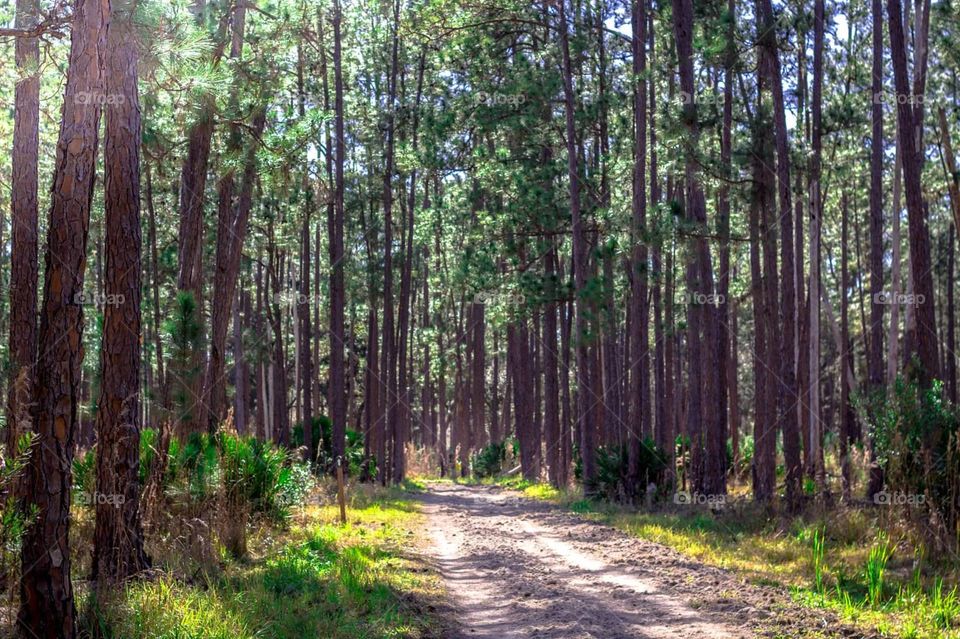pine tree pathway