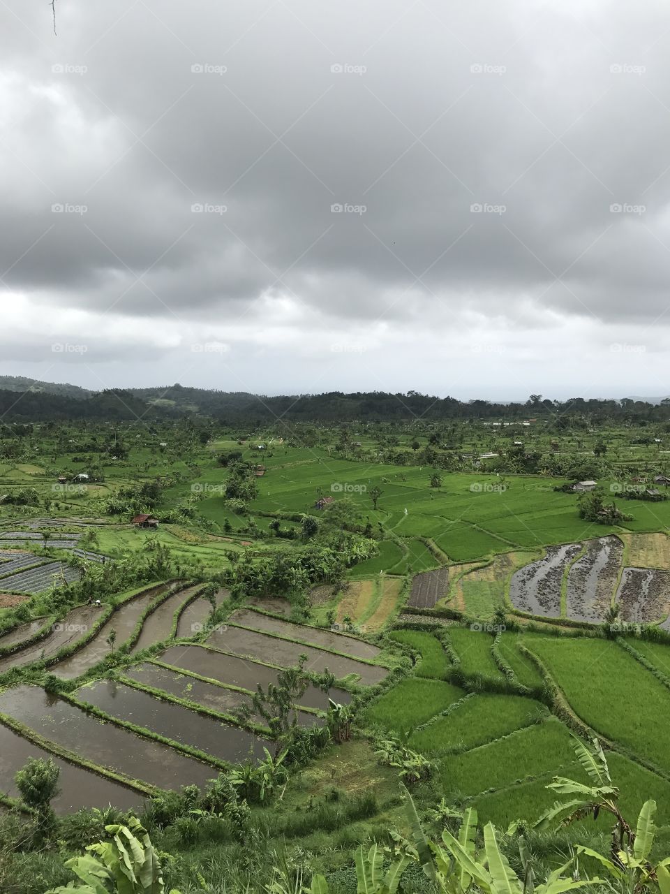 Rice Fields Indonesia Bali 