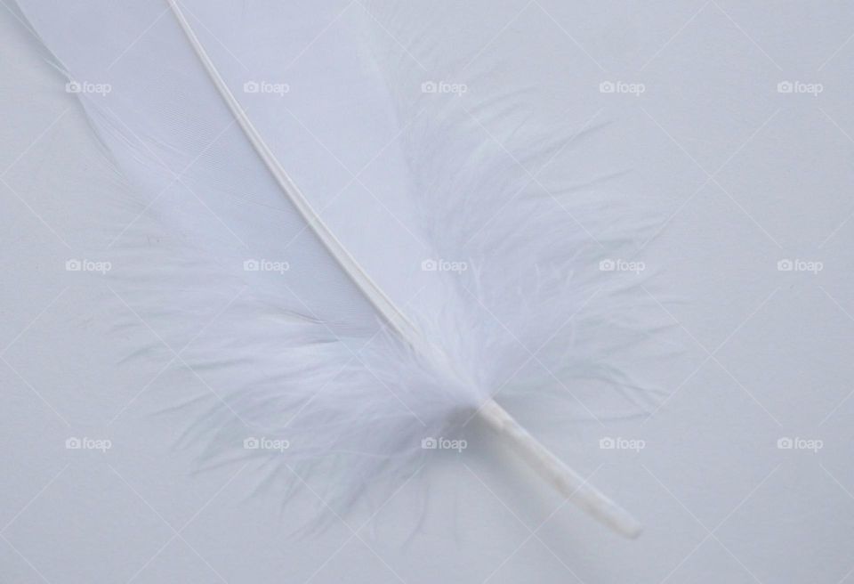 White feather on white background