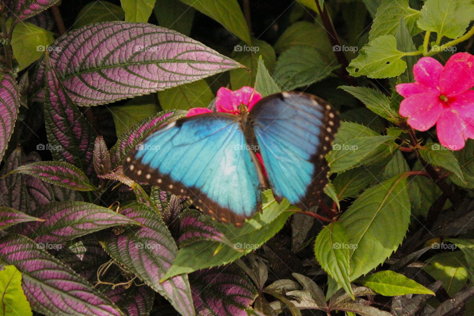 blue butterfly