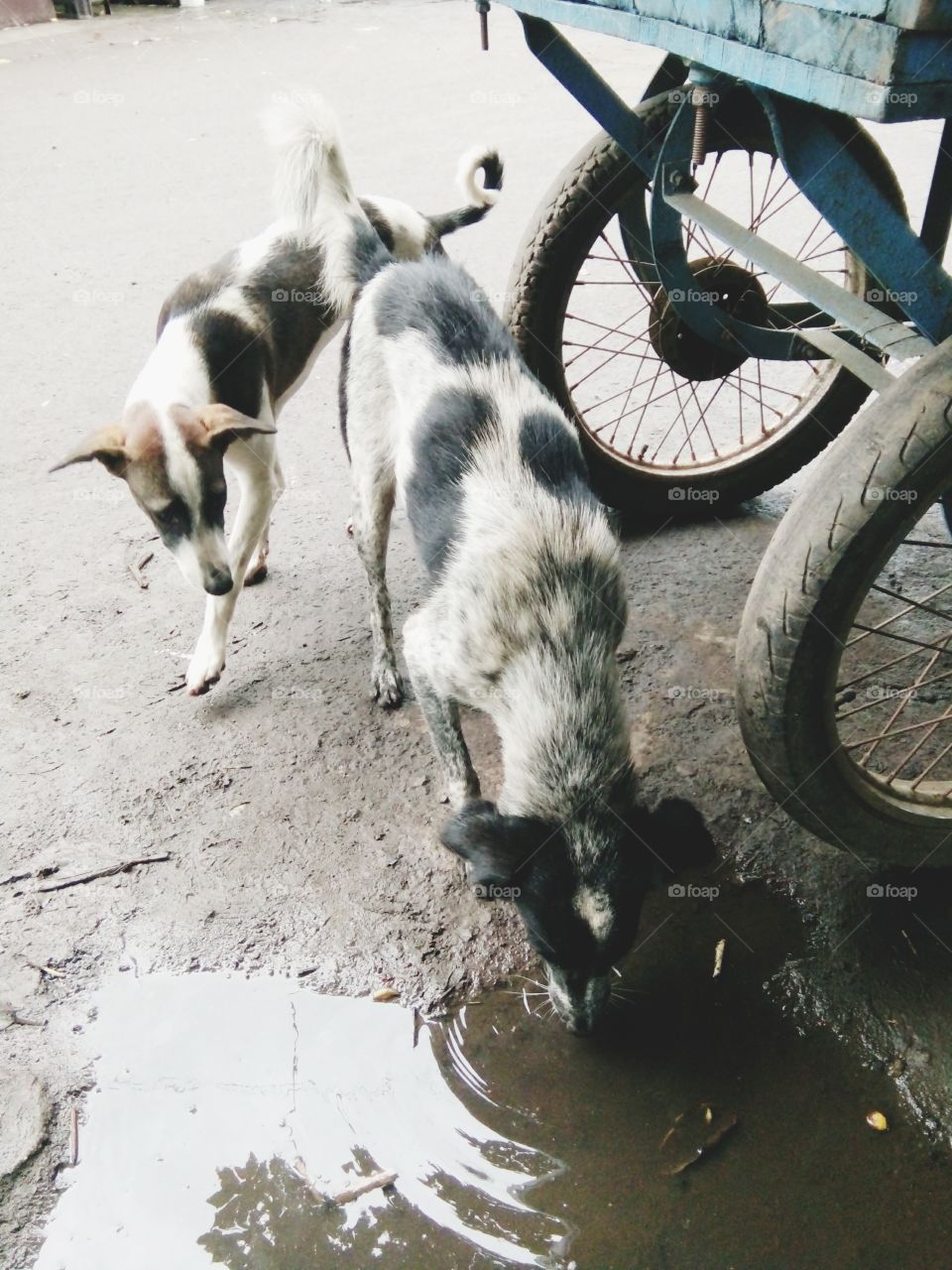 dog,dog pics,A great photo,a photo for everyone,a memorable photo,a no. photo,a photo to cherish,a beautiful photo,a great photo for the best people,an evergreen photo,a photo to remember for years, the best result of great photography