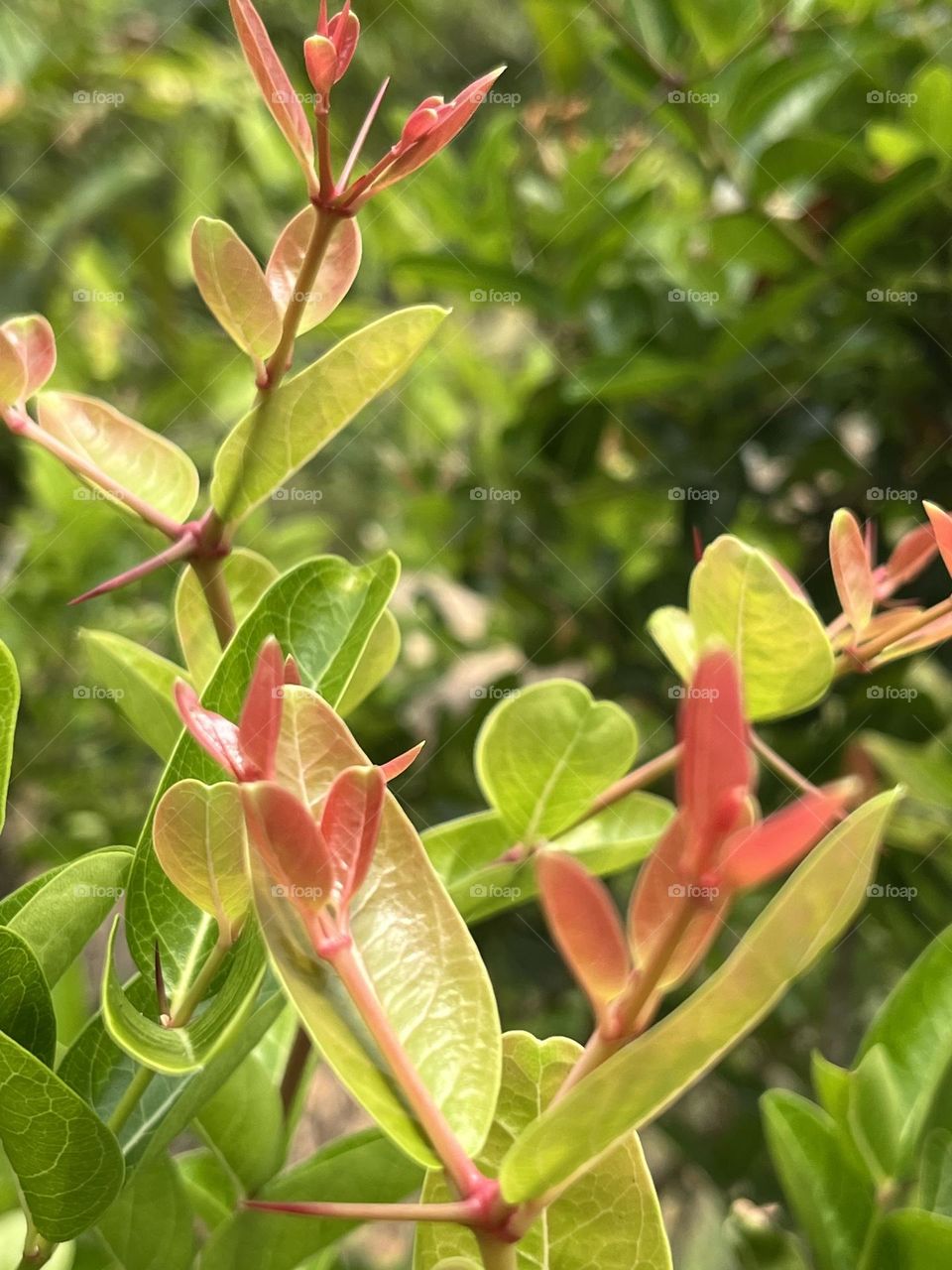 Plants around us, @ upcountry, Thailand 