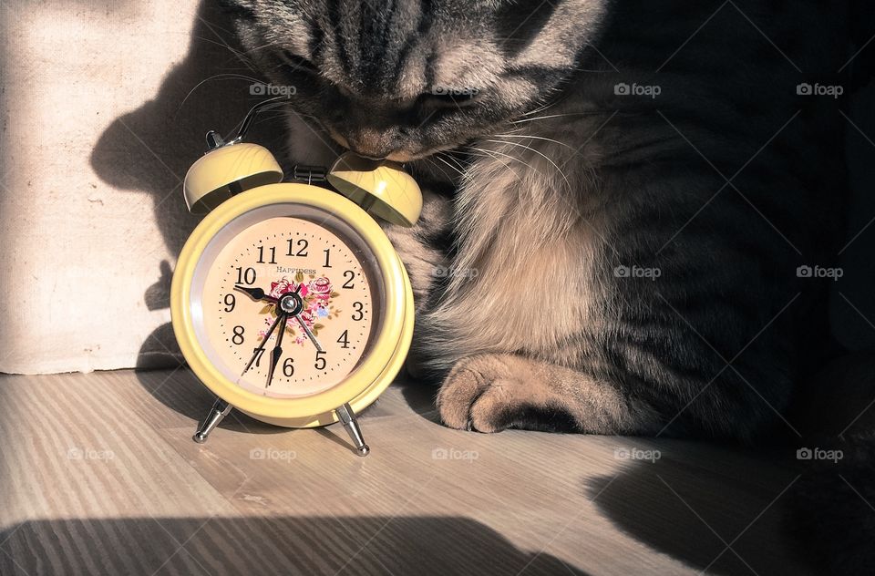 Cat and clockes