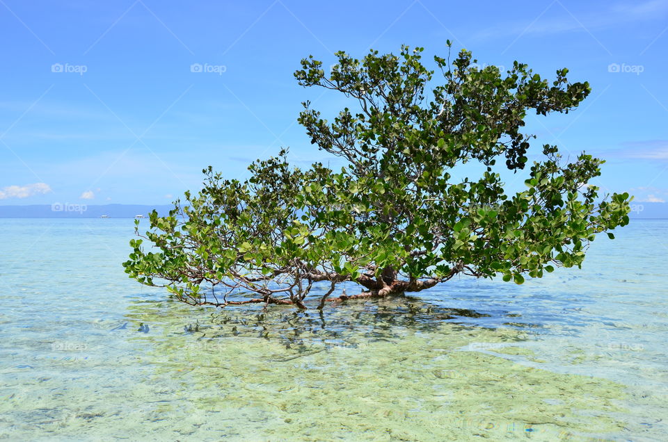 The tree in the middle of the ocean