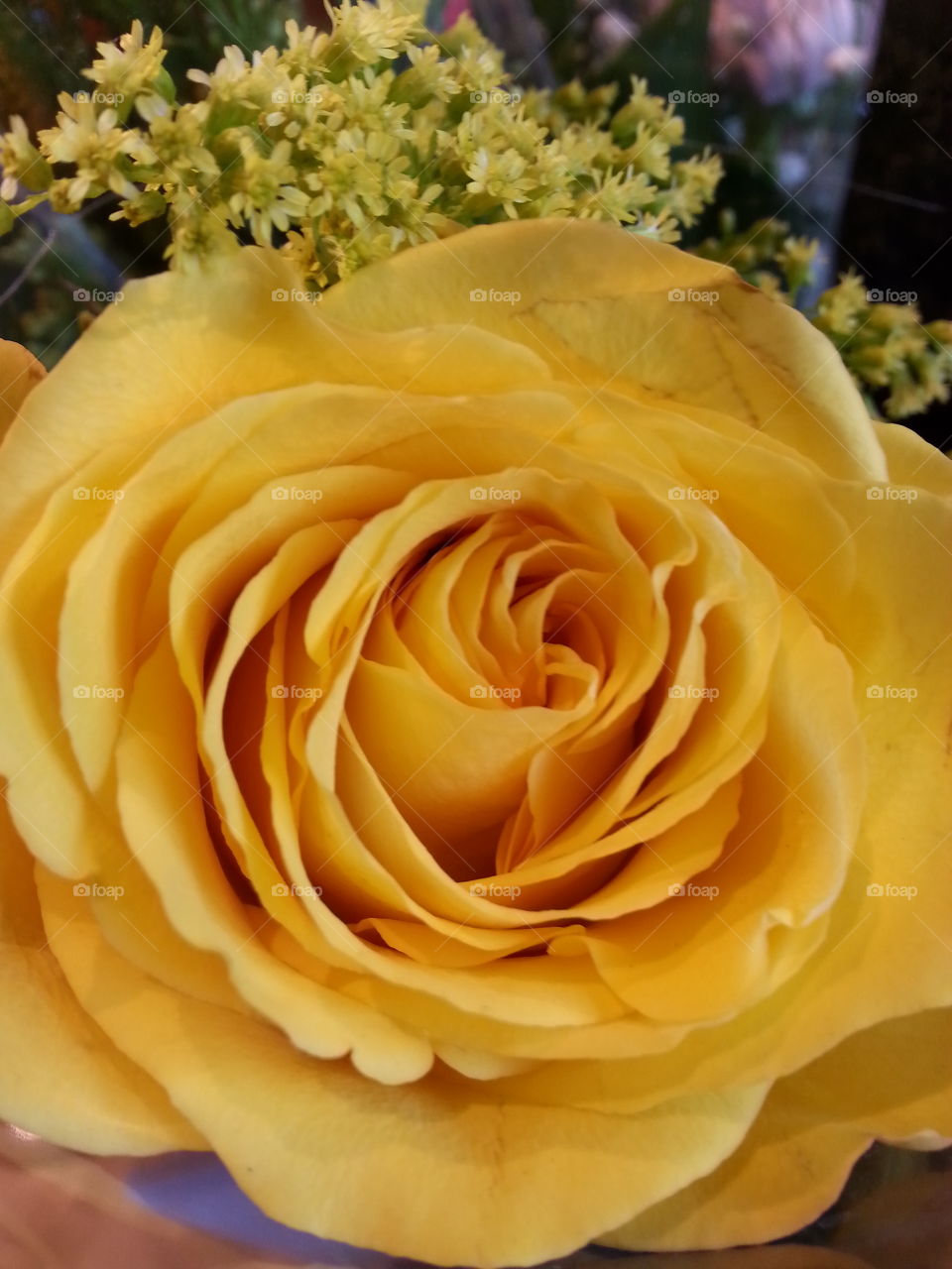 yellow rose. yellow