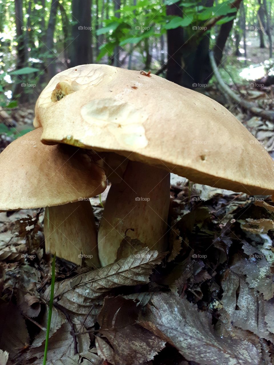 Boletus aereus