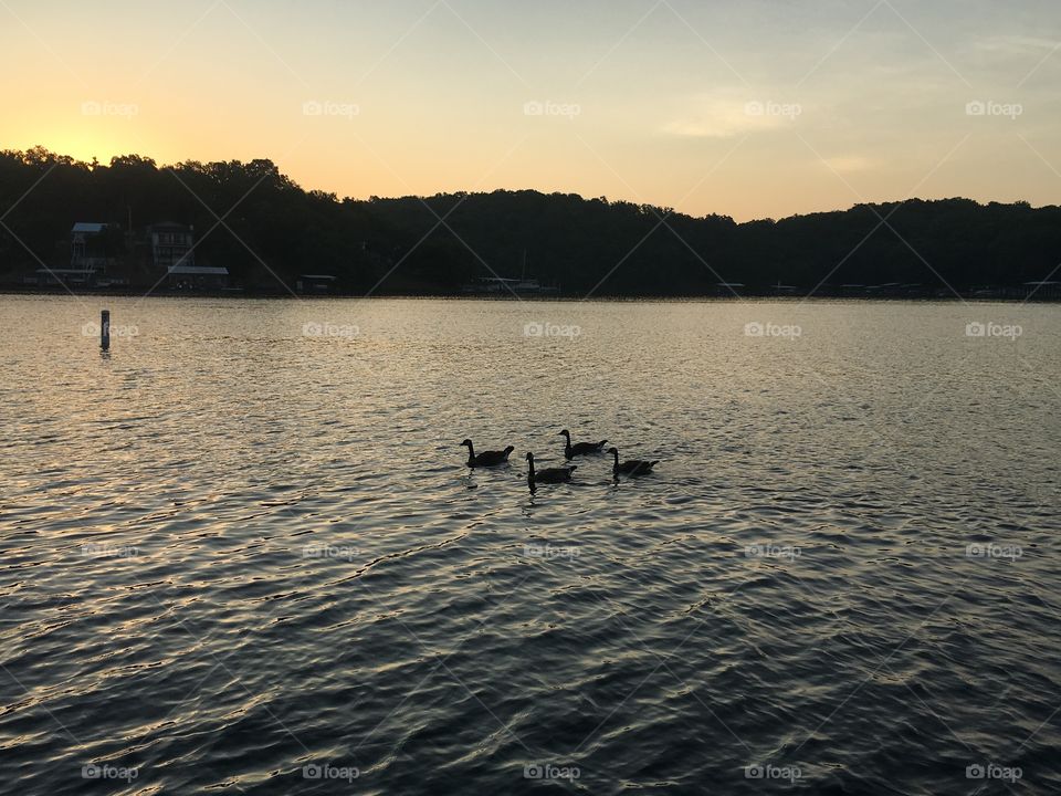 Four geese on lake at sunrise 