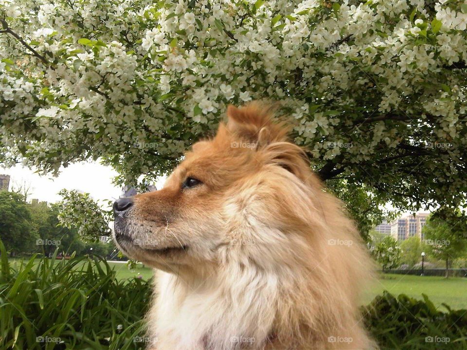 Majestic chowchow underneath a flower tree