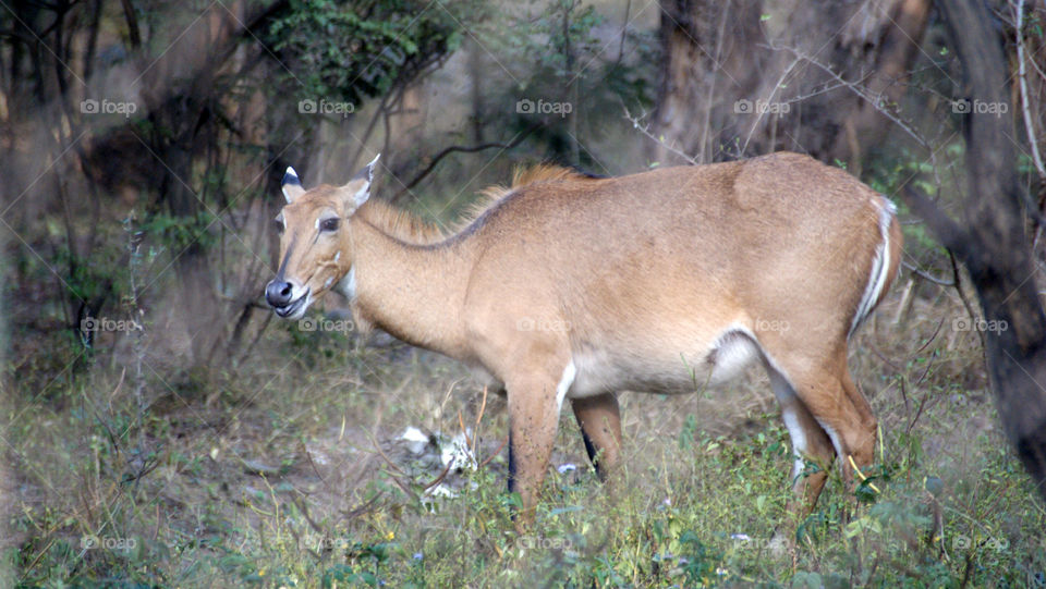 Wildlife - a precious and special gift given to us - hope to cherish and admire it all my life.