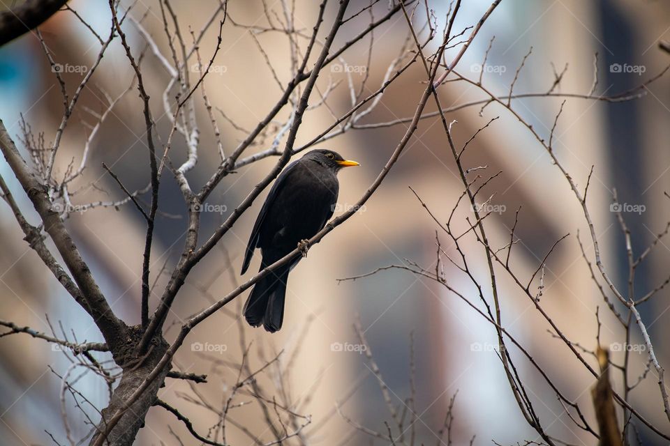 A bird is in the tree.