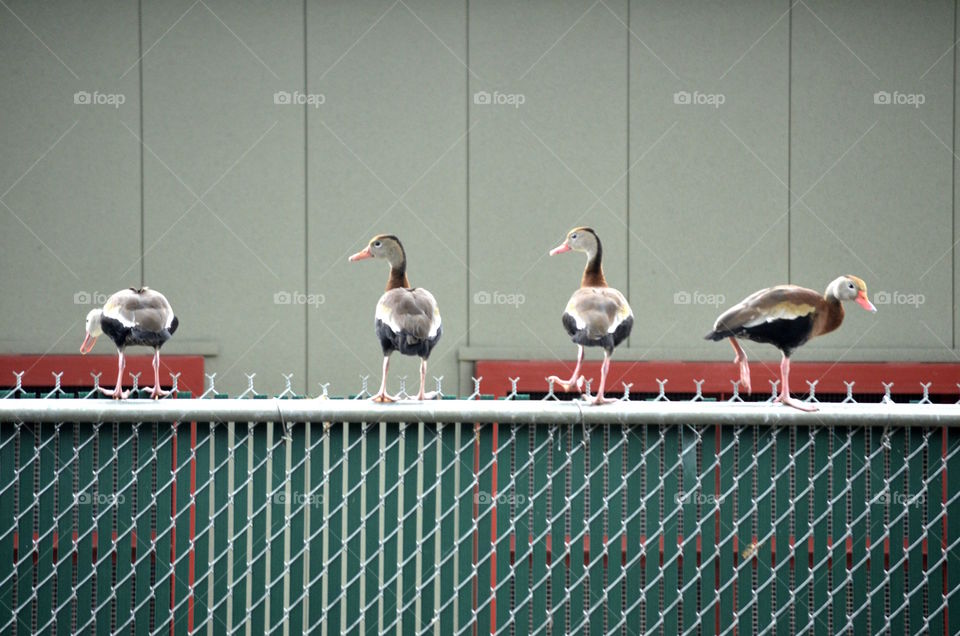 Ducks on a fence