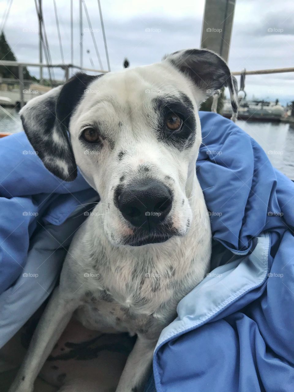 A dog snuggled in a blanket on a sailboat 