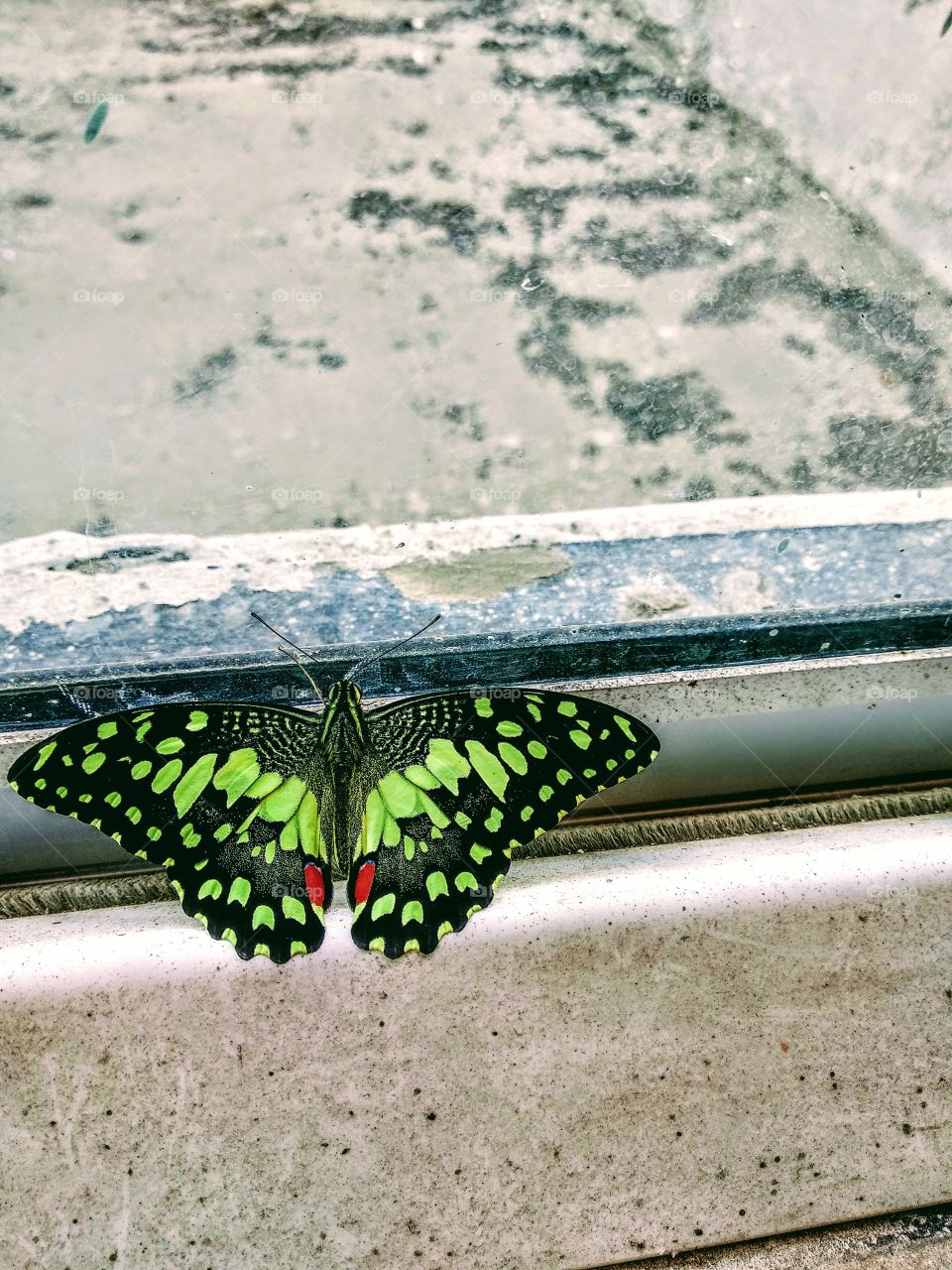 beautiful green butterfly