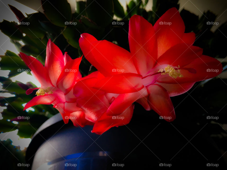 Christmas Cactus