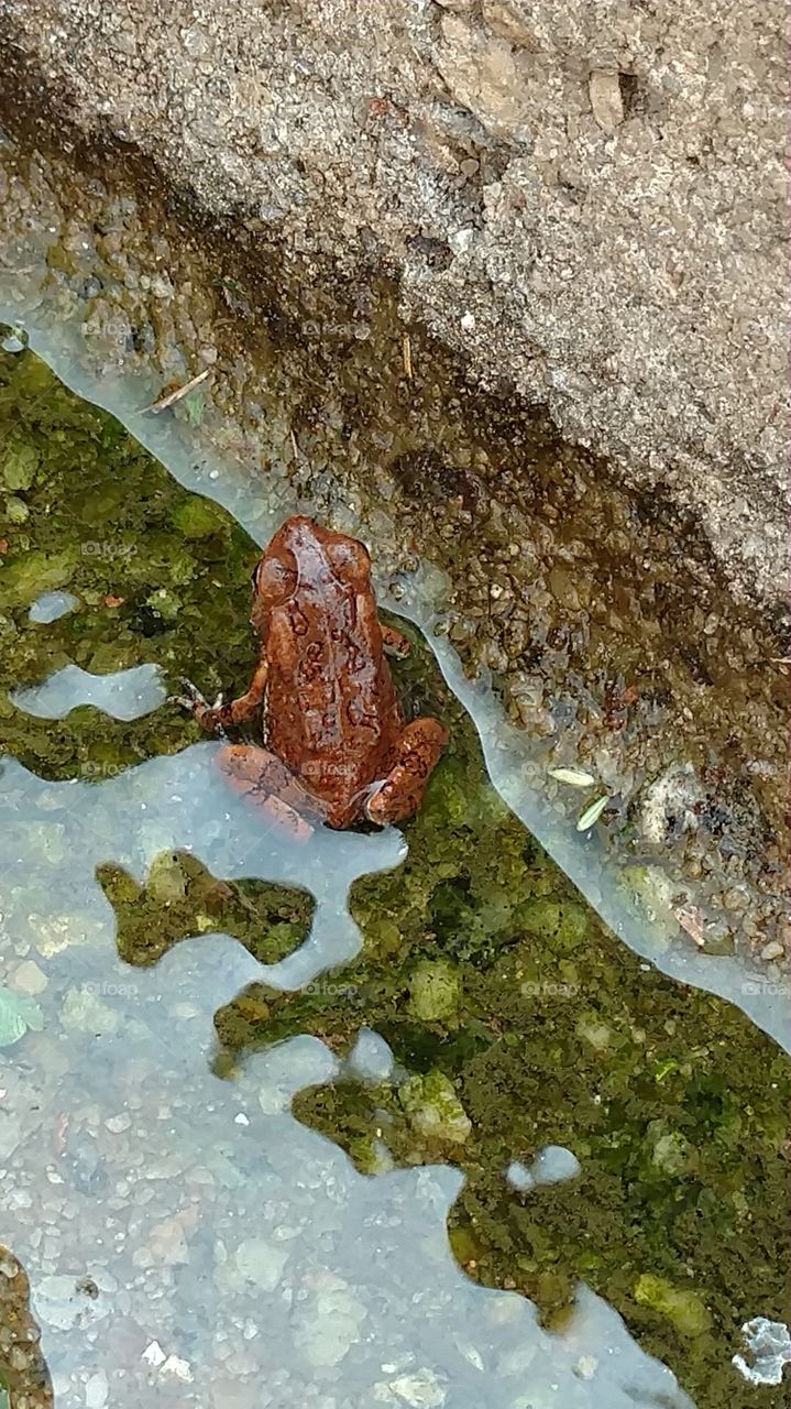 frog