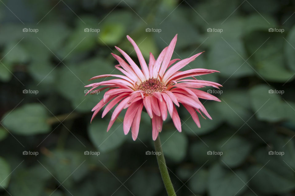 Flowers on the beds