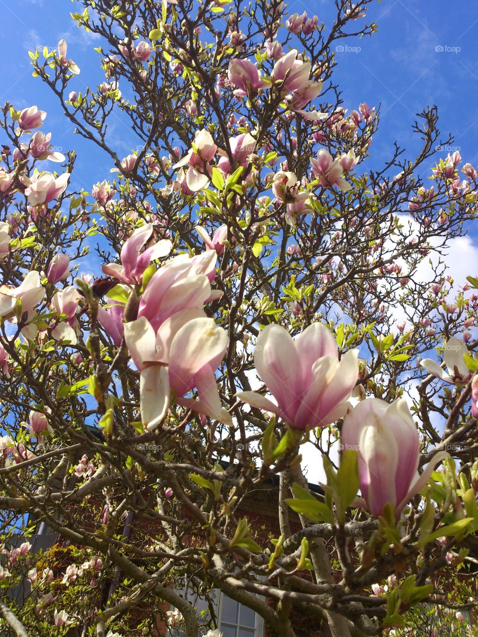 magnolia