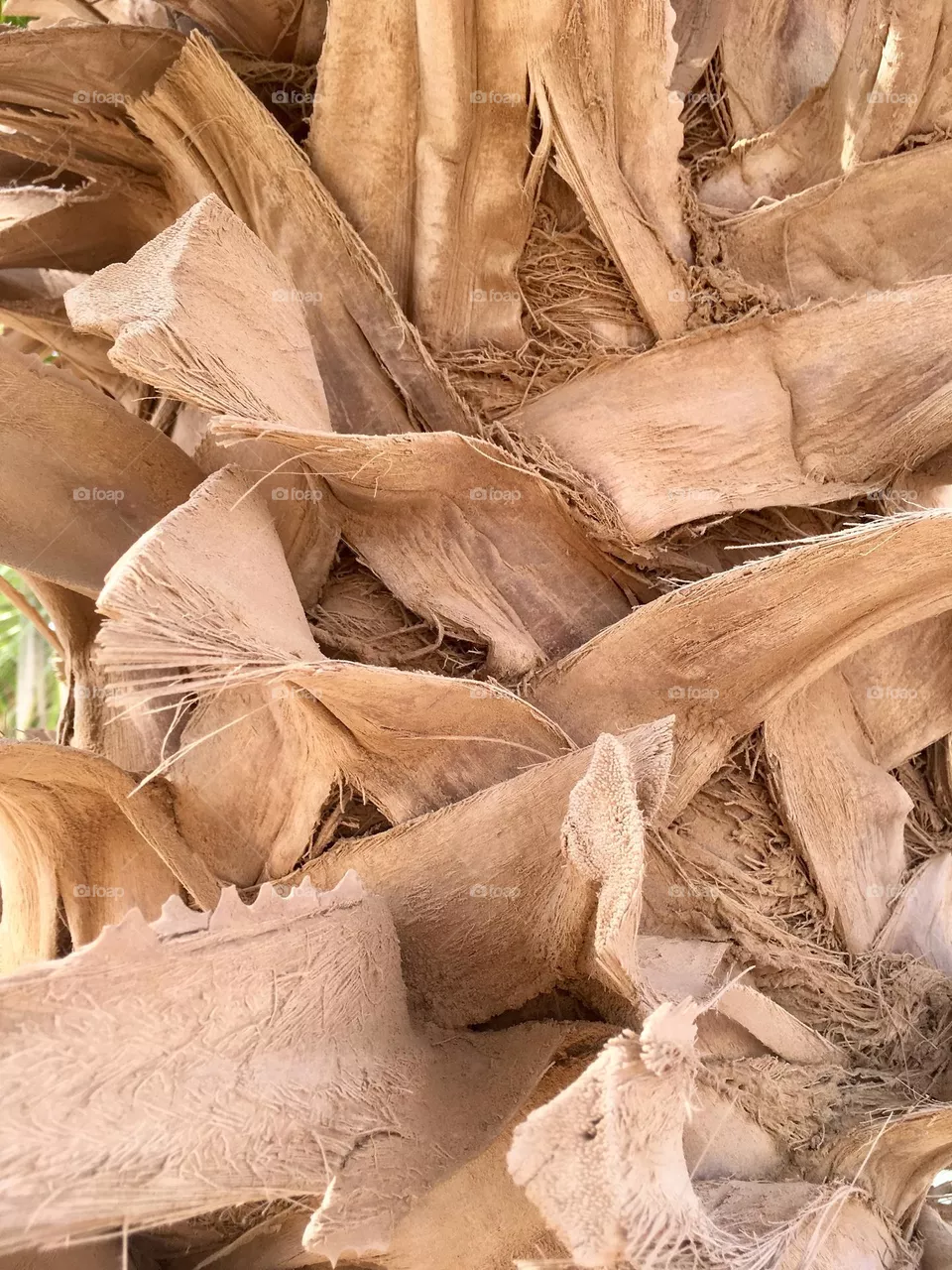 Palm tree 