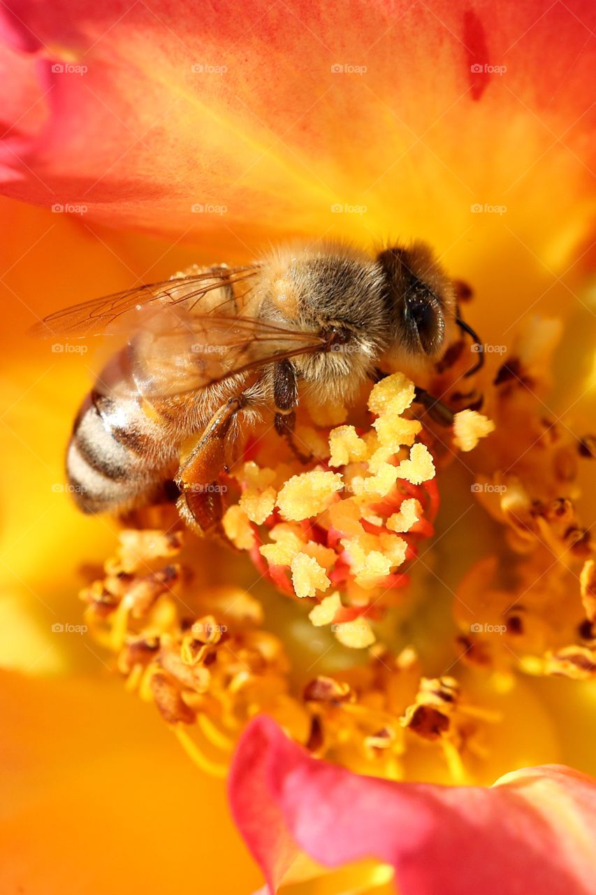 Bee Collecting Pollen
