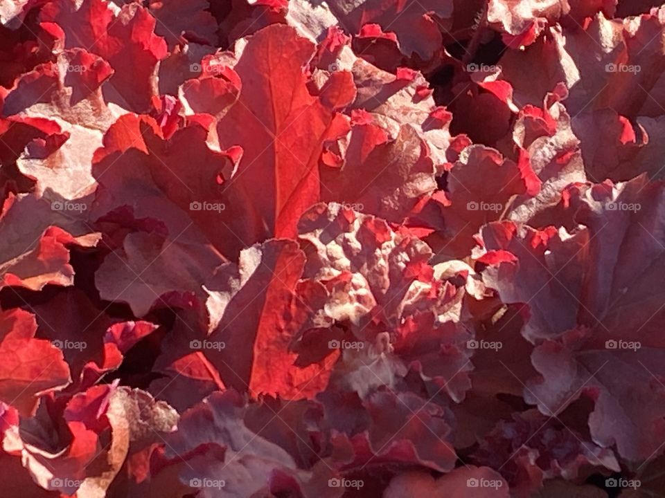 A red flower with a blend of pink, presents as just as much an after dinner deserts, but it’s magnificent.