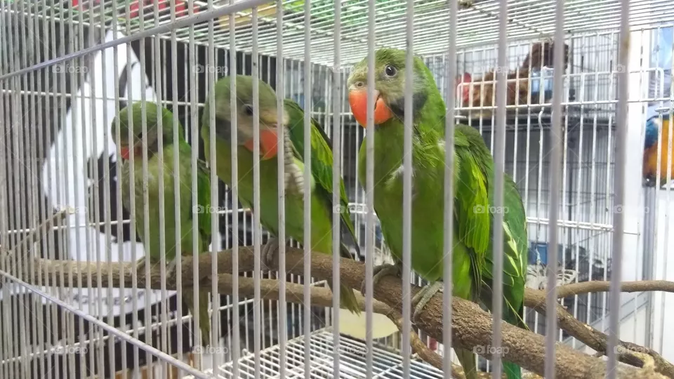 burung