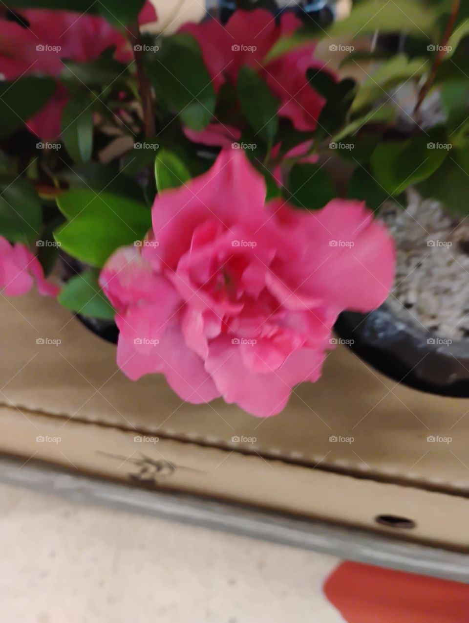 Flor, beleza e elegância! As flores pode nos ensinar sobre a expressão de sentimentos, a importância de nutrir relacionamentos e a beleza da natureza