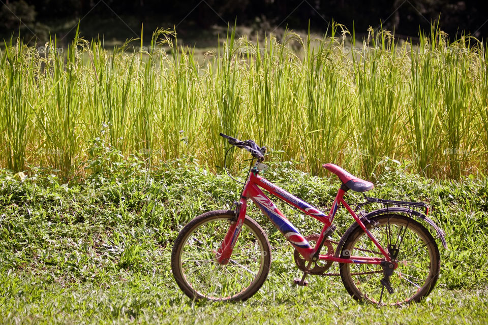 flied rice and bicycle