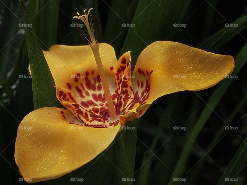 Yellow Orchid