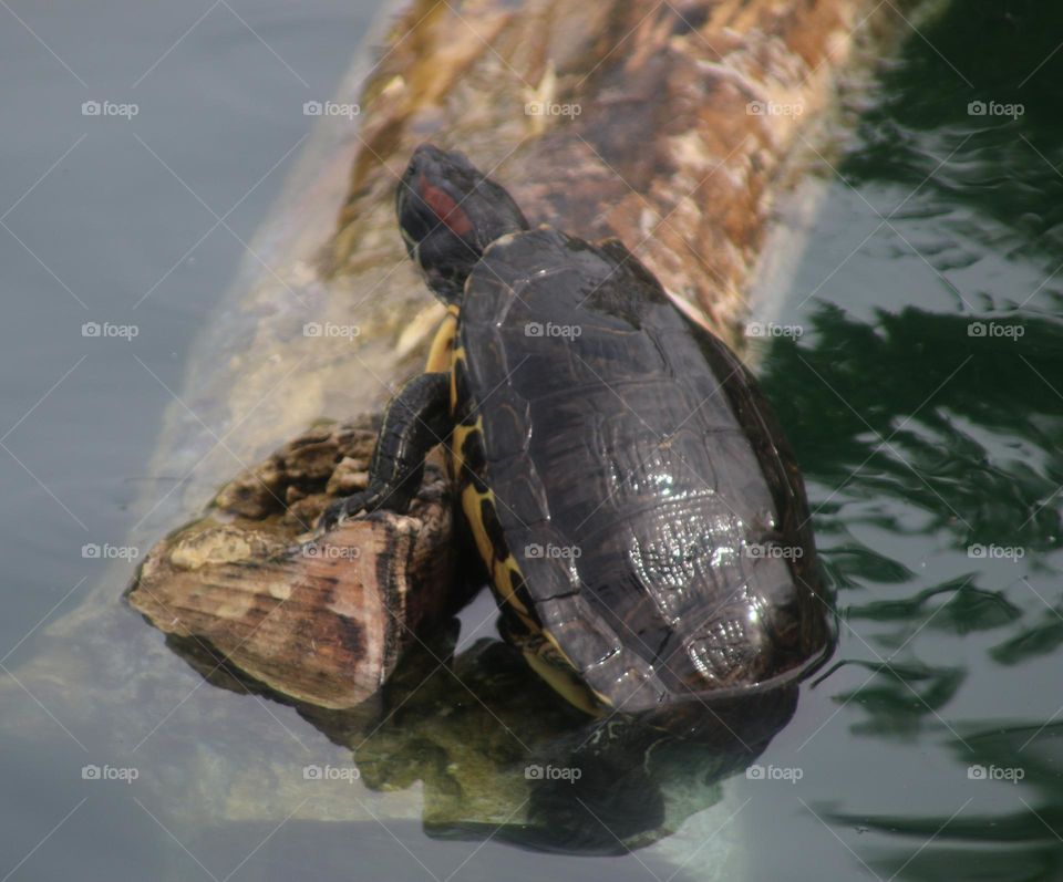 Turtle Climbing on to Log