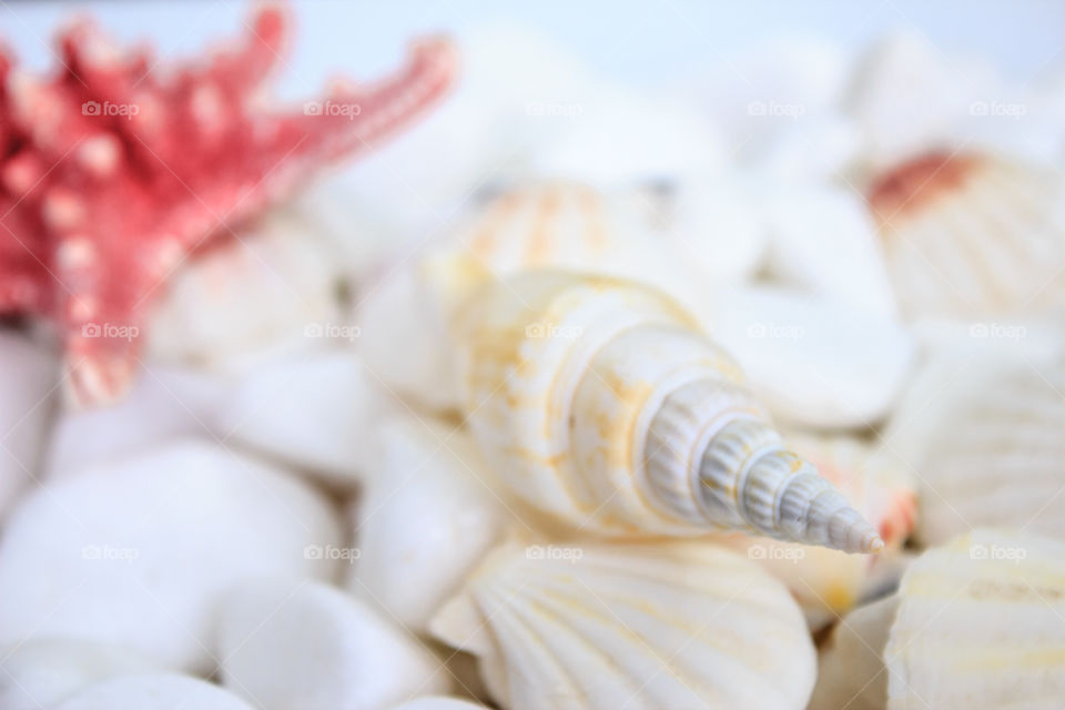 Close-up of conch shells