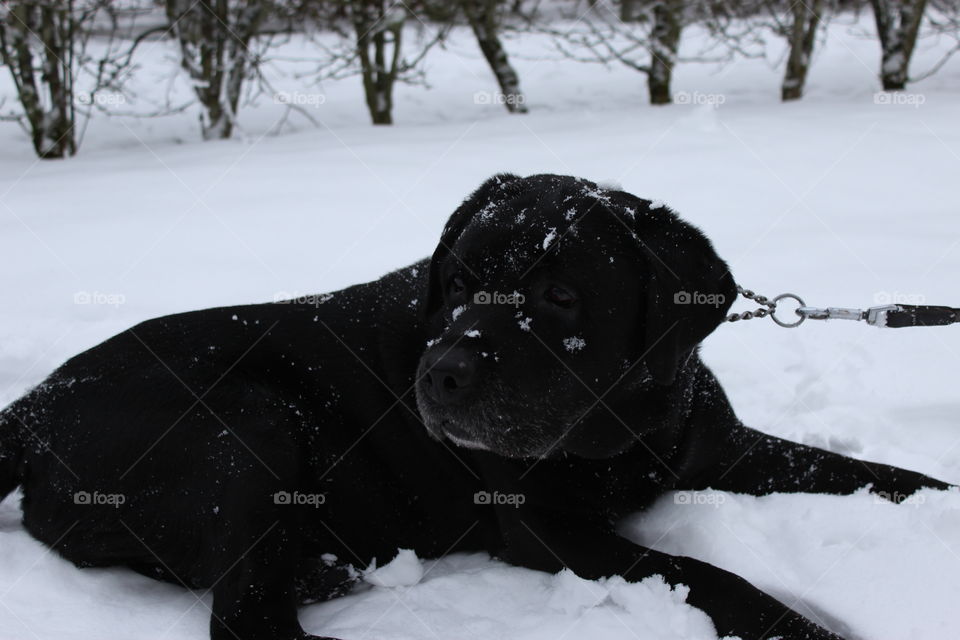 Hamlet playing in the snow. My beloved dog
30/01/2004 - 30/07/2015
You will be missed forever <3