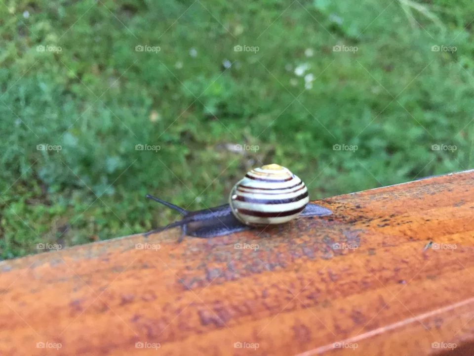 Schnecke 