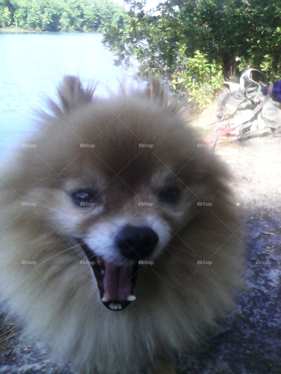 yawning pomeranian