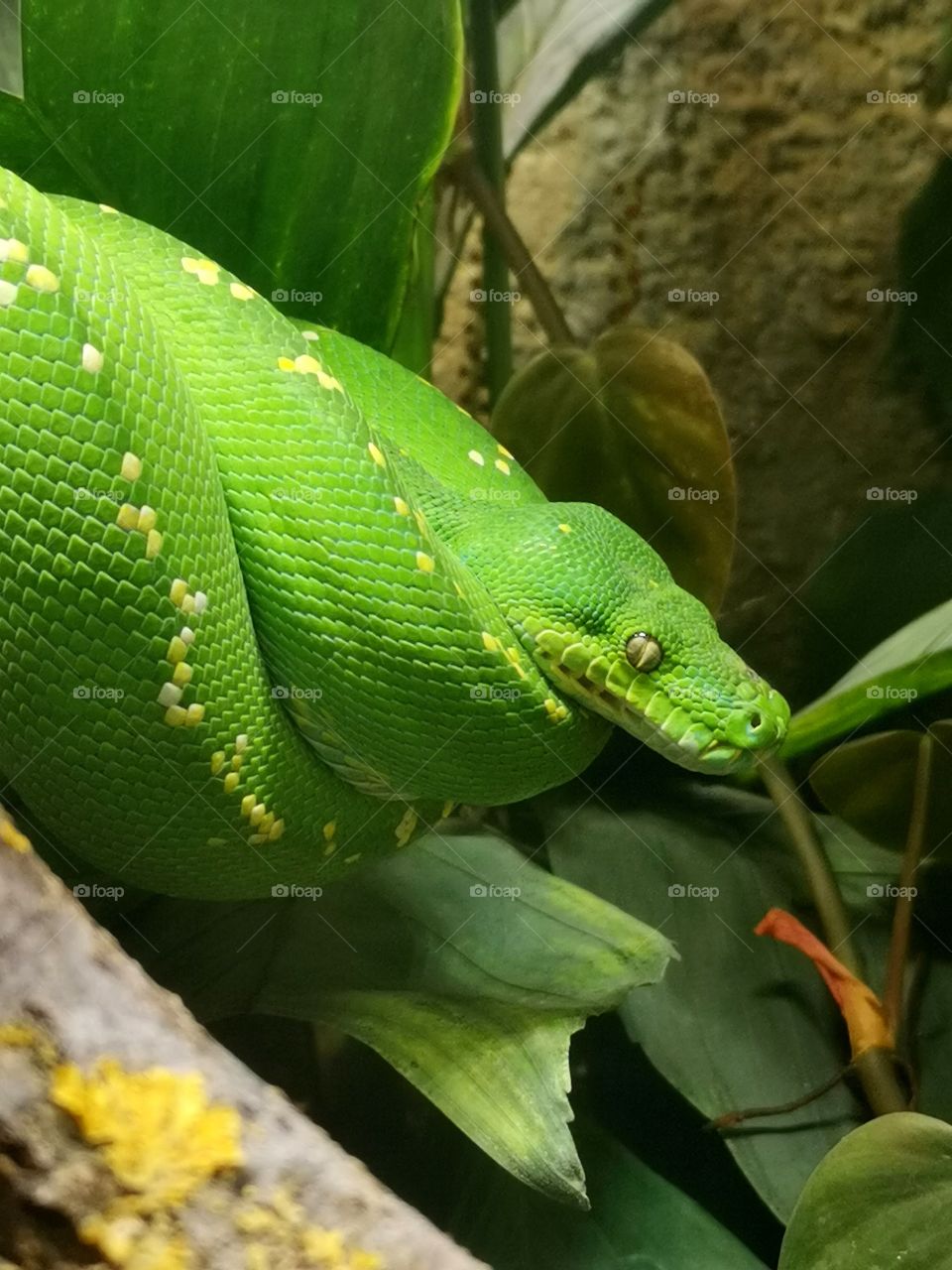 the green snake