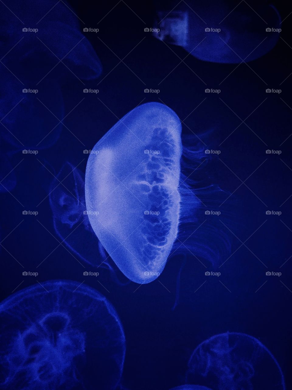 Jellyfish in aquarium 