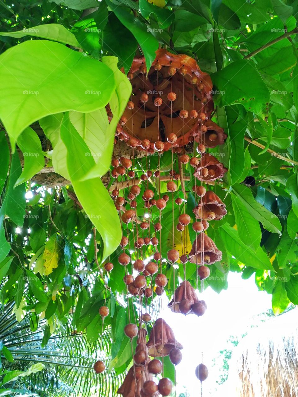 I am a…. Tree hugging, flower sniffing, nature lover
