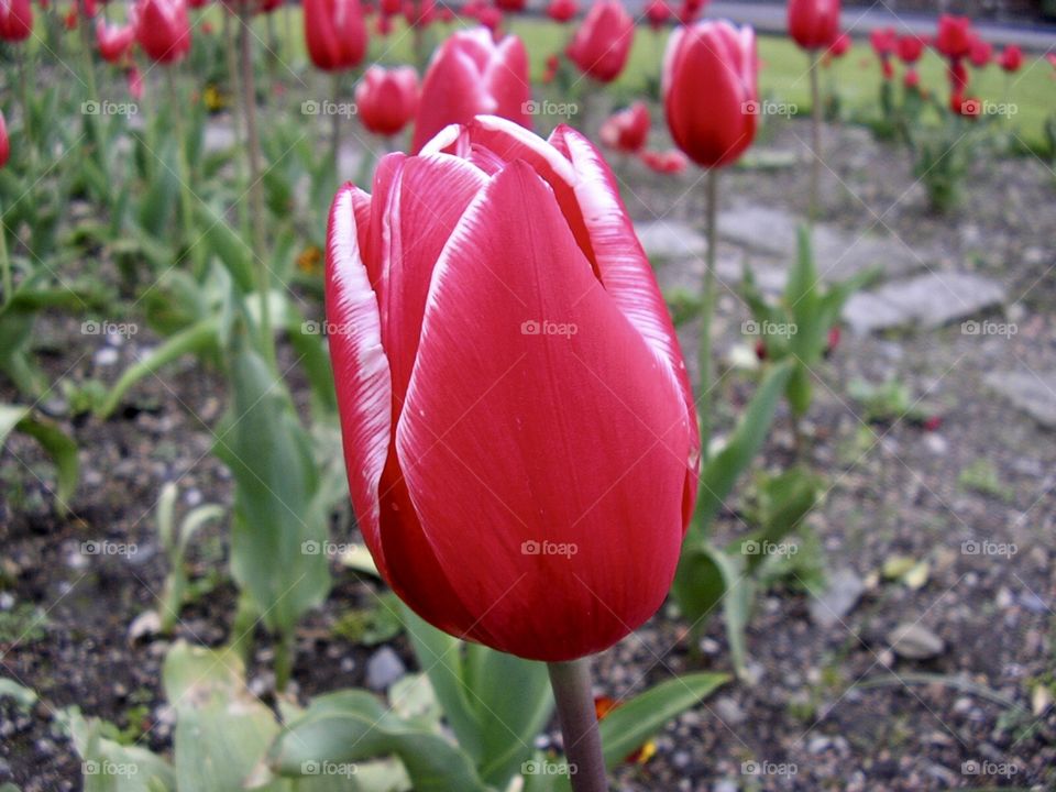 Red tulip in a garden 