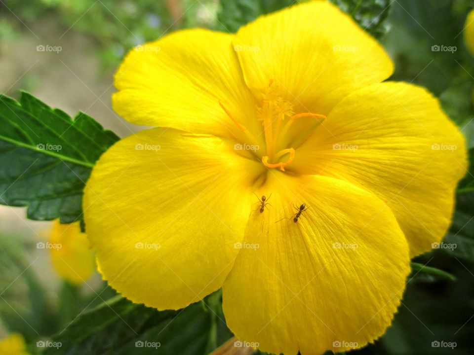 Ants Flower Stalking🐜