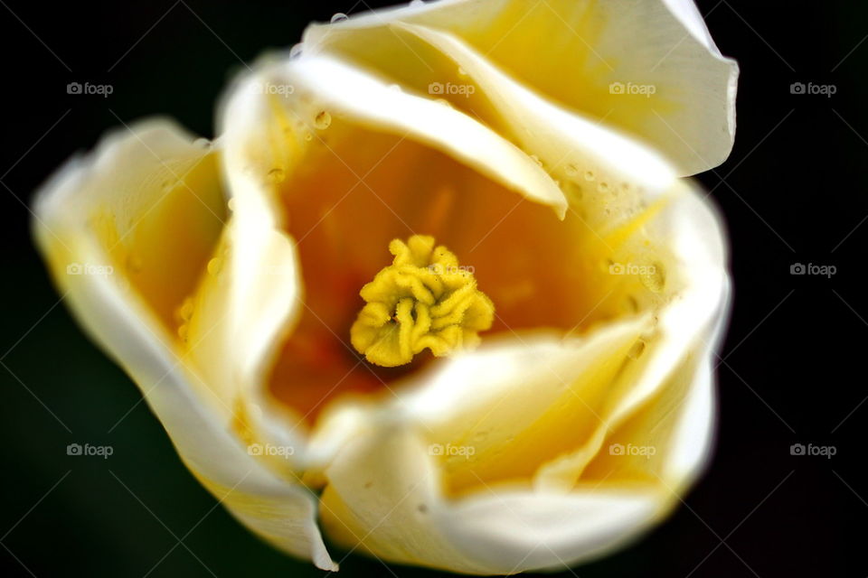 Overhead view of white flower