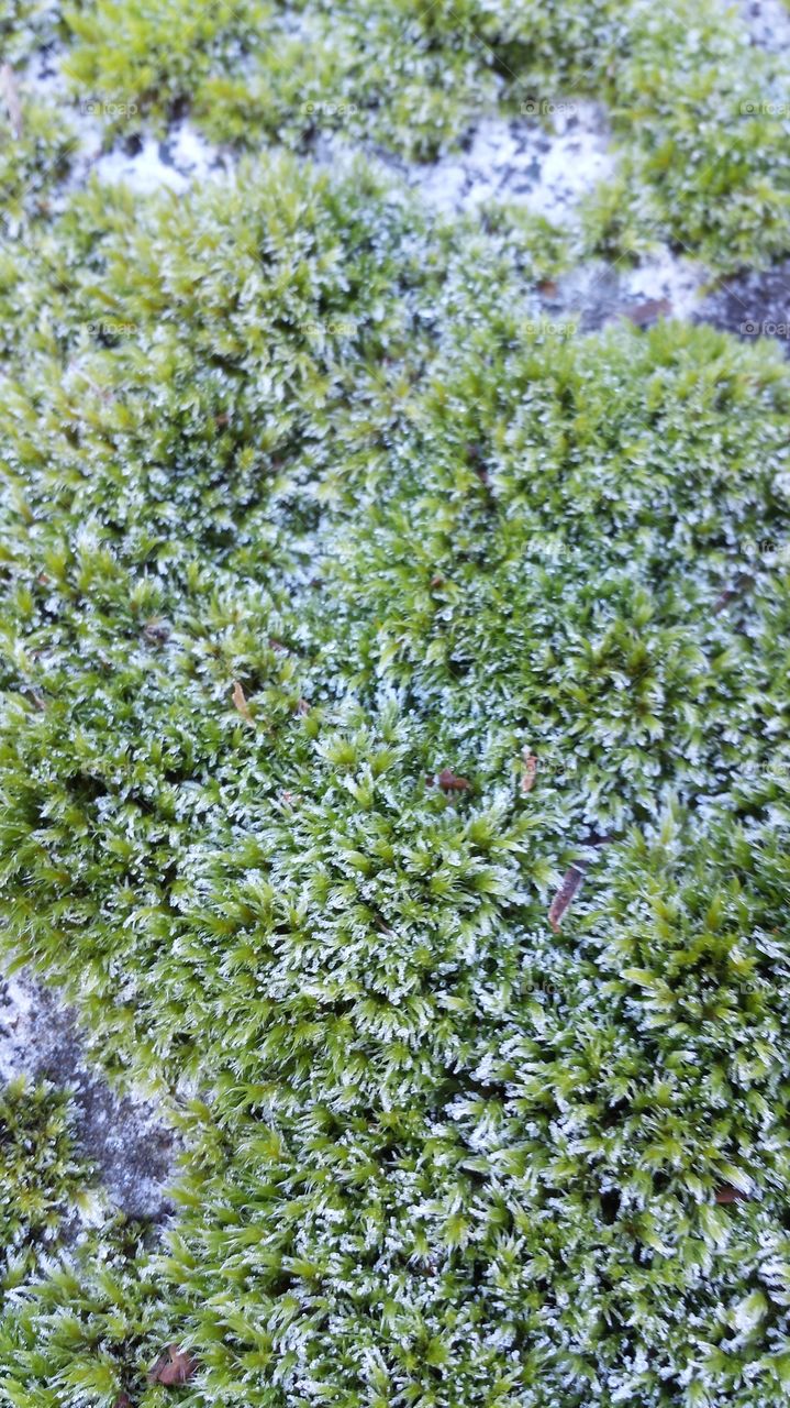 frozen moss