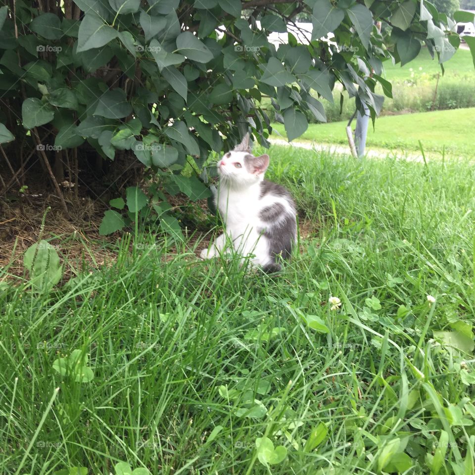Kitten under lilac bush