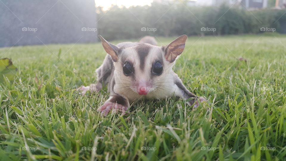 A little white face sugar glider is playing on the ground