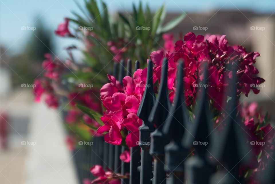 On my street. Flowers and a fence